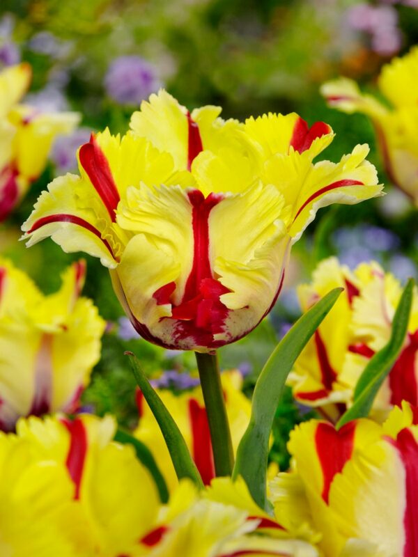 93. TULP FLAMING PARROT (PAKIS 5 SIBULAT)