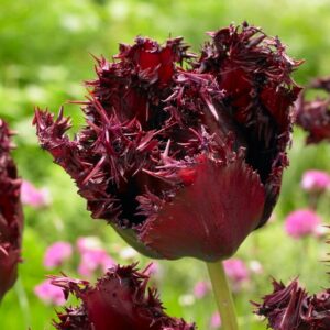 69. TULP LABRADOR (PAKIS 5 SIBULAT)