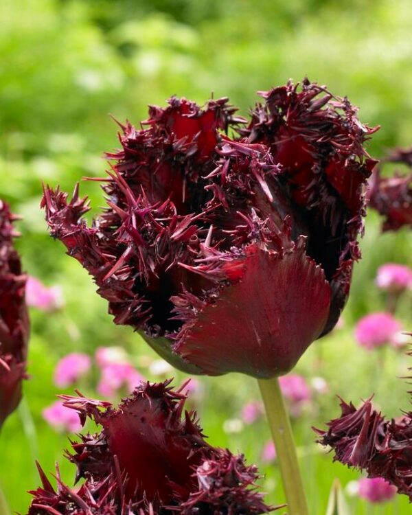 69. TULP LABRADOR (PAKIS 5 SIBULAT)