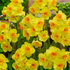 107. NARTSISS CORNISH DAWN (PAKIS 10 SIBULAT)