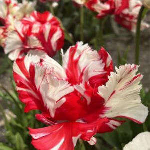 92. TULP ESTELLA RJINVELD (PAKIS 5 SIBULAT)