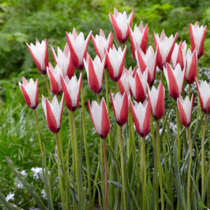 100. TULP CLUSIANA (PAKIS 10 SIBULAT)