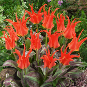 91. TULP RIGAS BARRICADES (PAKIS 5 SIBULAT)