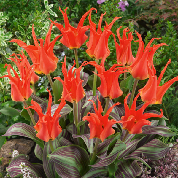 91. TULP RIGAS BARRICADES (PAKIS 5 SIBULAT)