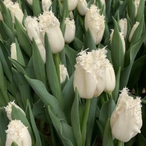 60. TULP CAMBRIDGE (PAKIS 5 SIBULAT)