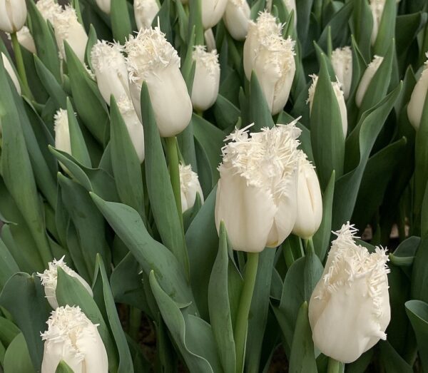 60. TULP CAMBRIDGE (PAKIS 5 SIBULAT)