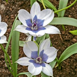 101. TULP HUMILIS ALBA COERULEA OCULATA (PAKIS 5 SIBULAT)