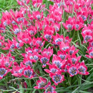 102. TULP LITTLE BEAUTY (PAKIS 10 SIBULAT)