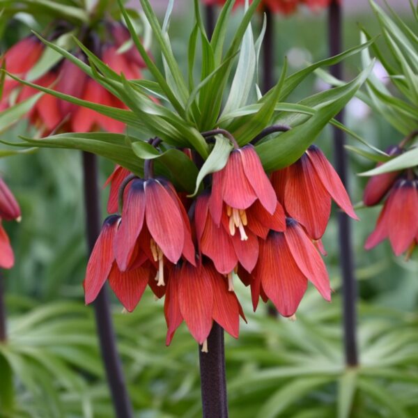 136. PÜVILILL RED BEAUTY (PAKIS 1 SIBUL)