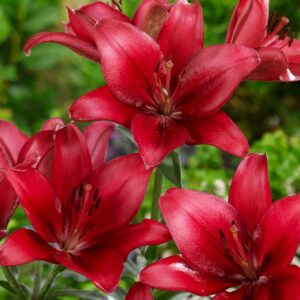 41. LIILIA RED COUNTY (PAKIS 3 SIBULAT)
