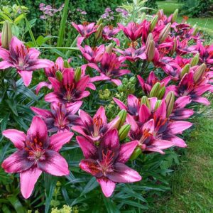 39. LIILIA PURPLE DREAM (PAKIS 3 LIILIAT)