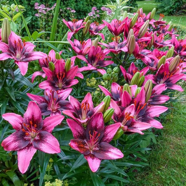 39. LIILIA PURPLE DREAM (PAKIS 3 LIILIAT)