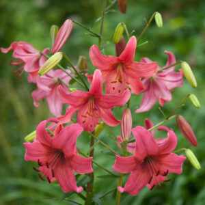 26. LIILIA PINK FLIGHT (PAKIS 3 SIBULAT)