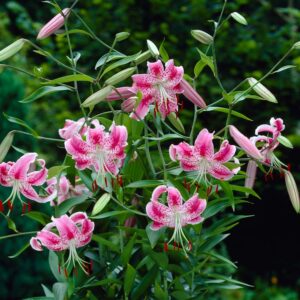 17. LIILIA SPECIOSUM VAR. RUBRUM UCHIDA (pakis 3 sibulat)