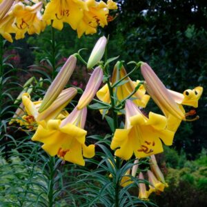 2. LIILIA GOLDEN SPLENDOUR (PAKIS 3 SIBULAT)
