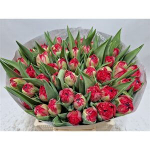 62. TULP CASHBACK (PAKIS 5 SIBULAT)