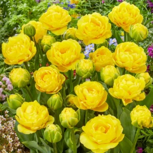 67. TULP GOLDEN JEWEL (PAKIS 5 SIBULAT)