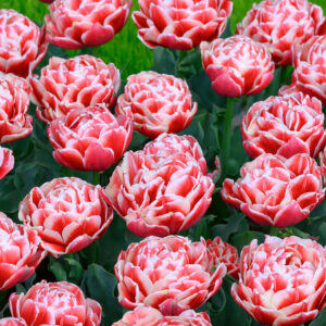 66. TULP EVERTON (PAKIS 5 SIBULAT)