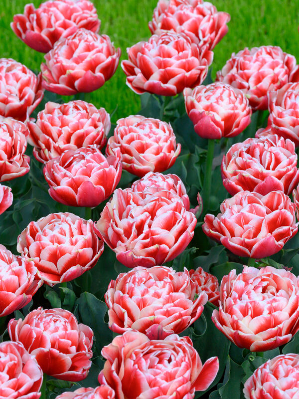66. TULP EVERTON (PAKIS 5 SIBULAT)