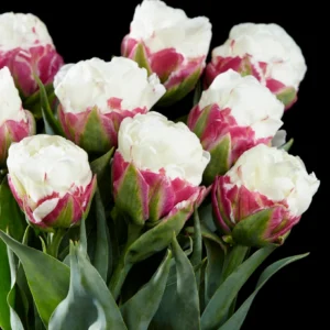 94 A. TULP ICE CREAM (PAKIS 5 SIBULAT)
