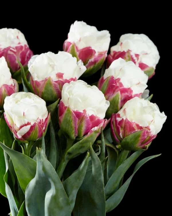94 A. TULP ICE CREAM (PAKIS 5 SIBULAT)