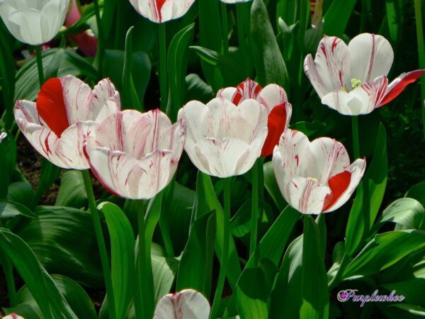 72. TULP ONE DIRECTION (PAKIS 5 SIBULAT) - Image 2