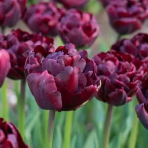 73. TULP PALMYRA (PAKIS 5 SIBULAT)