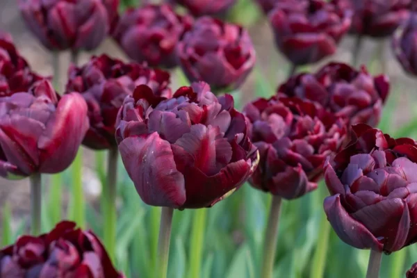 73. TULP PALMYRA (PAKIS 5 SIBULAT)