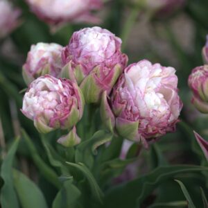 95. TULP PEGGY WONDER (PAKIS 3 SIBULAT)