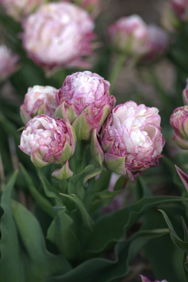 95. TULP PEGGY WONDER (PAKIS 3 SIBULAT)