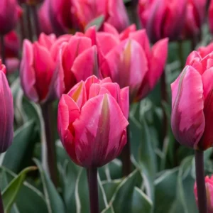 88. TULP PRETTY PRINCESS (PAKIS 5 SIBULAT)