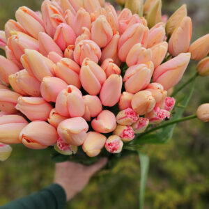 78. TULP SALMON IMPRESSION (PAKIS 5 SIBULAT)