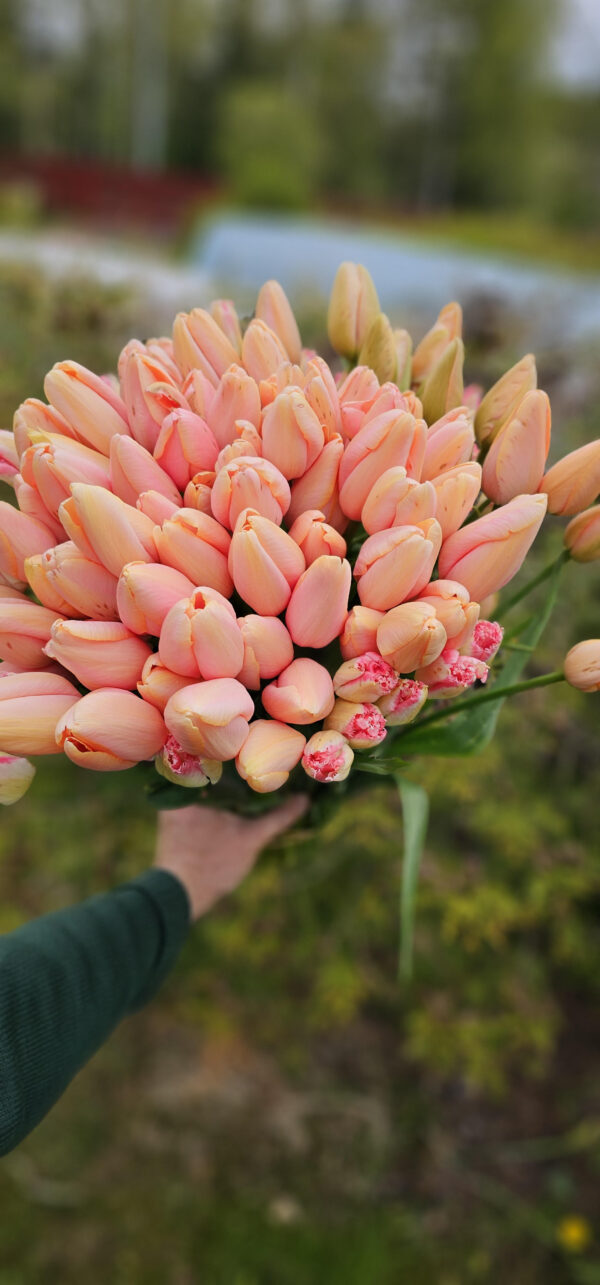 78. TULP SALMON IMPRESSION (PAKIS 5 SIBULAT)