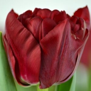 79. TULP SCARLET VERONA (PAKIS 5 SIBULAT)