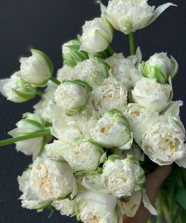 97. TULP SNOW CRYSTAL (PAKIS 5 SIBULAT) - Image 2