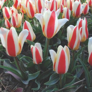 90. TULP THE FIRST (PAKIS 5 SIBULAT)