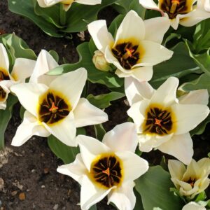 89. TULP SERANO (PAKIS 5 SIBULAT)