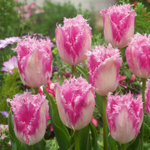 71. TULP MONZA (PAKIS 5 SIBULAT)