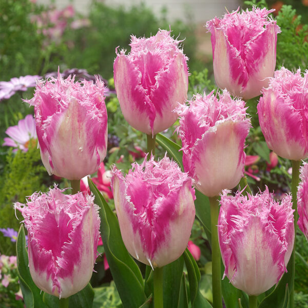 71. TULP MONZA (PAKIS 5 SIBULAT)