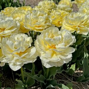 57. TULP AVANT GARDE (PAKIS 5 SIBULAT)