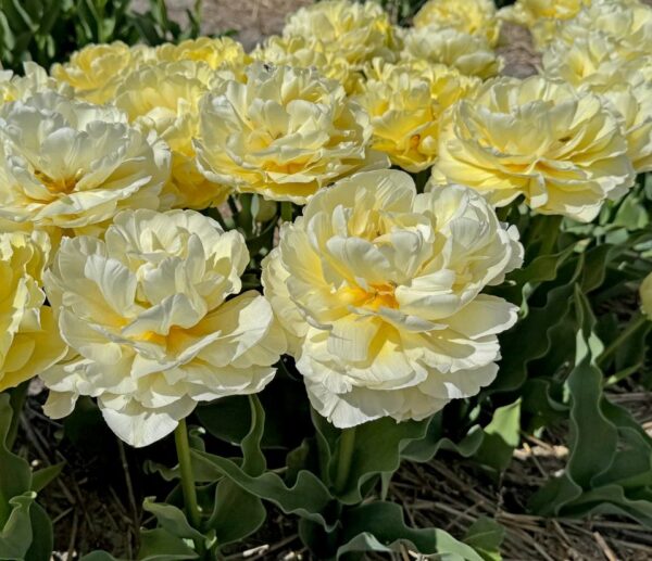 57. TULP AVANT GARDE (PAKIS 5 SIBULAT)