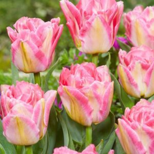 75. TULP PINK DELIGHT (PAKIS 5 SIBULAT)