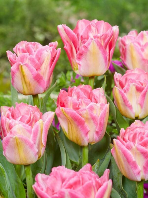 75. TULP PINK DELIGHT (PAKIS 5 SIBULAT)