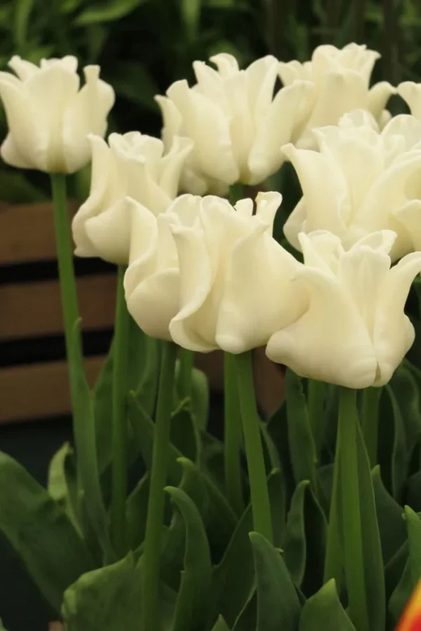 84. TULP WHITE LIBERSTAR (PAKIS 5 SIBULAT) - Image 2