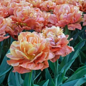 81. TULP VALDIVIA (PAKIS 5 SIBULAT)