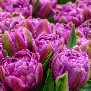 63. TULP CASTELLA (PAKIS 5 SIBULAT)