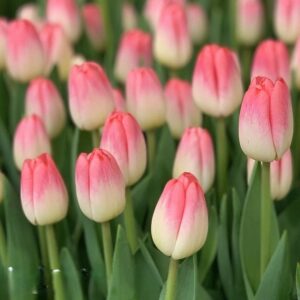 80. TULP SUPERMODEL (PAKIS 5 SIBULAT)