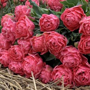 98. TULP TAIWAN (PAKIS 5 SIBULAT)