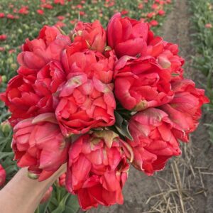 56. TULP ASIAN BEAUTY (PAKIS 5 SIBULAT)