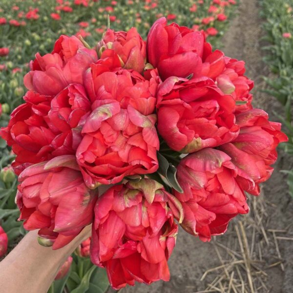 56. TULP ASIAN BEAUTY (PAKIS 5 SIBULAT)